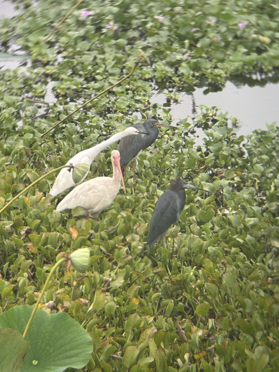 Tricolored Heron - ML645549351