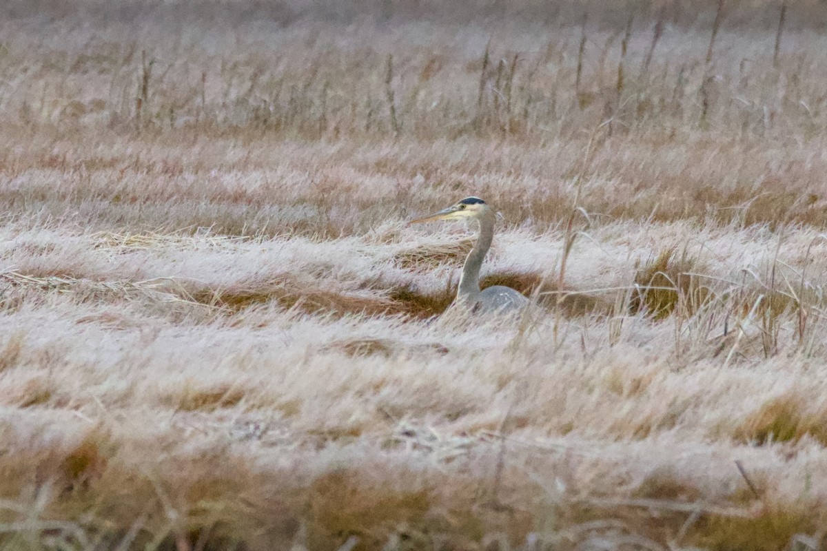 Great Blue Heron - ML645549357