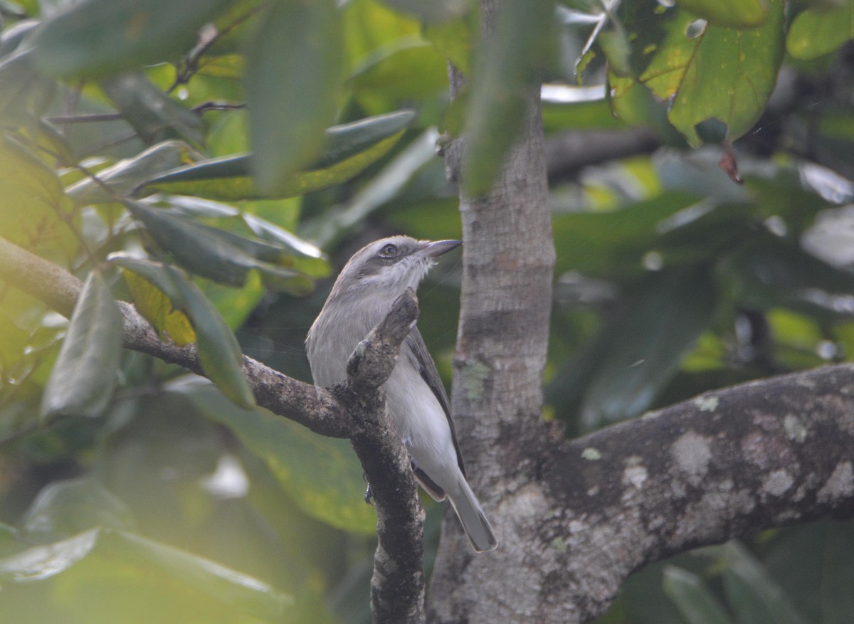 Sri Lanka Woodshrike - ML645549359