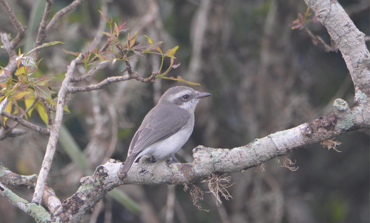 Sri Lanka Woodshrike - ML645549360