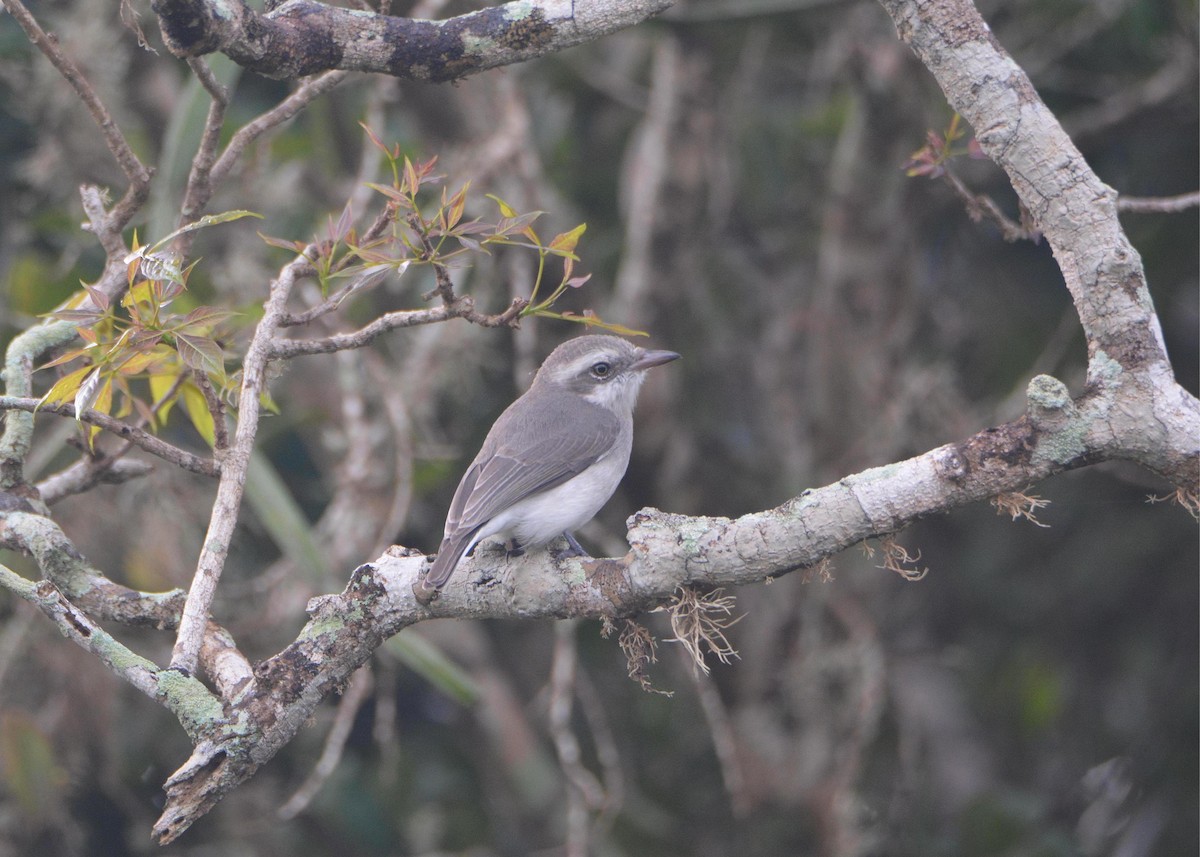 Sri Lanka Woodshrike - ML645549361