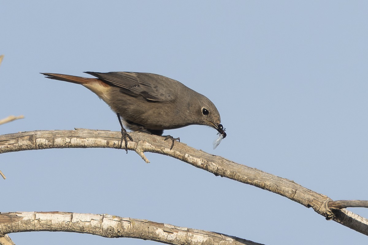Black Redstart - ML645549362