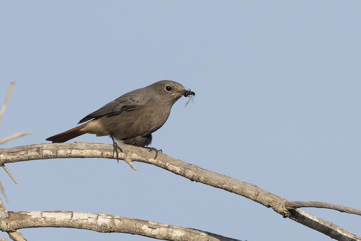 Black Redstart - ML645549363