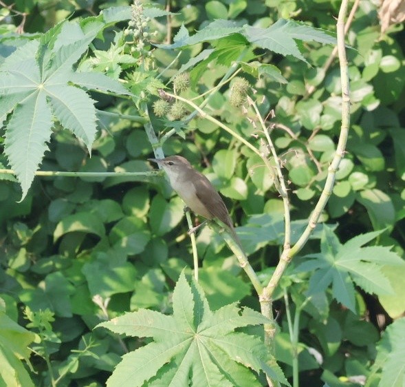 קנית אפריקנית - ML645549373