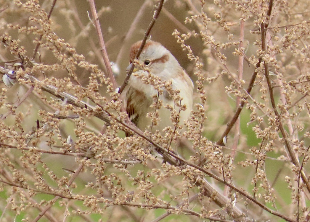 Пасовник північний - ML645549396