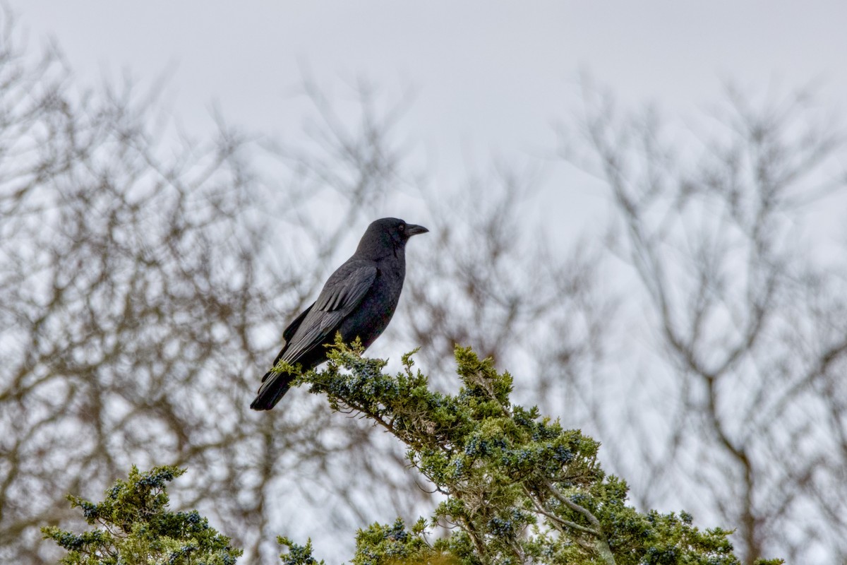 American Crow - ML645549422
