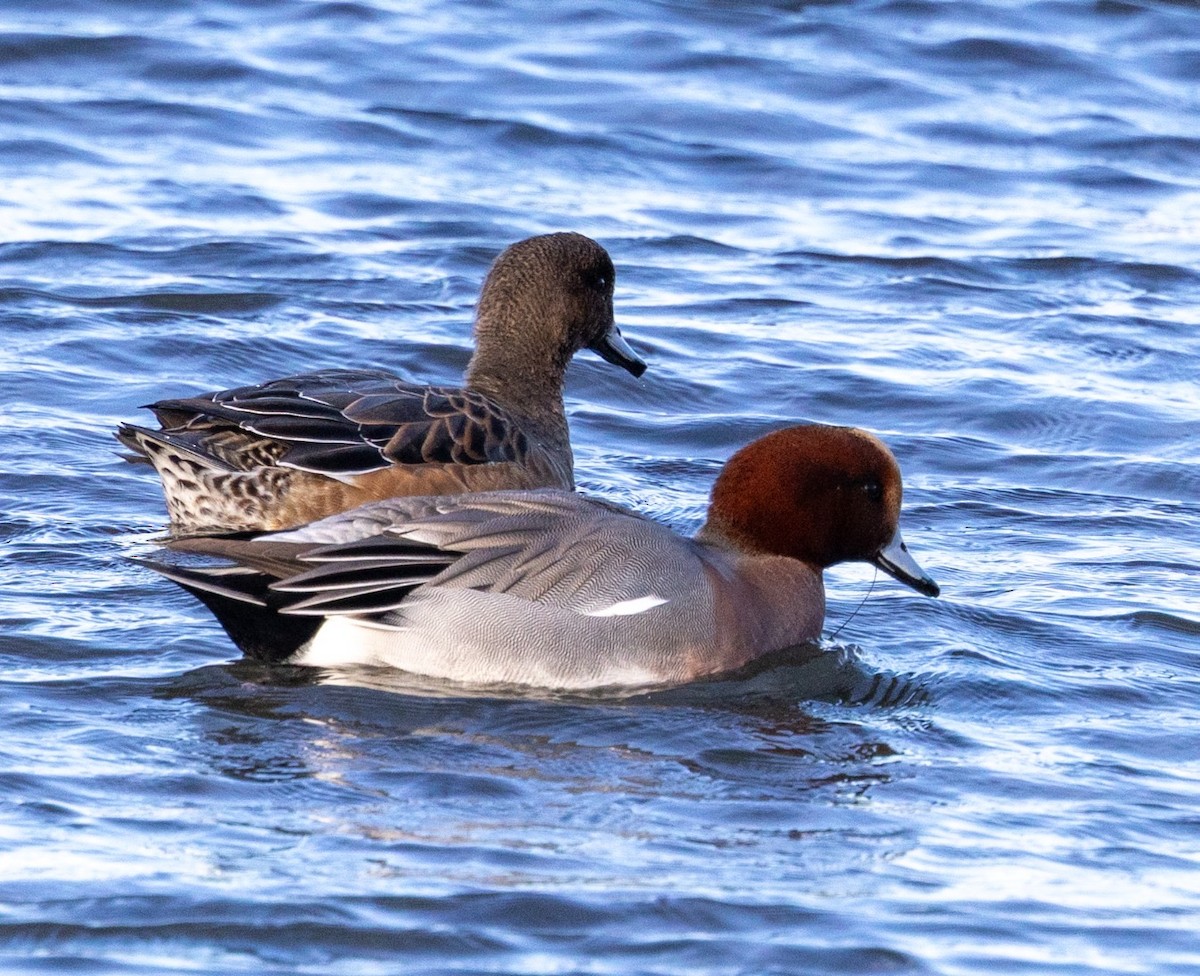 Eurasian Wigeon - ML645549425