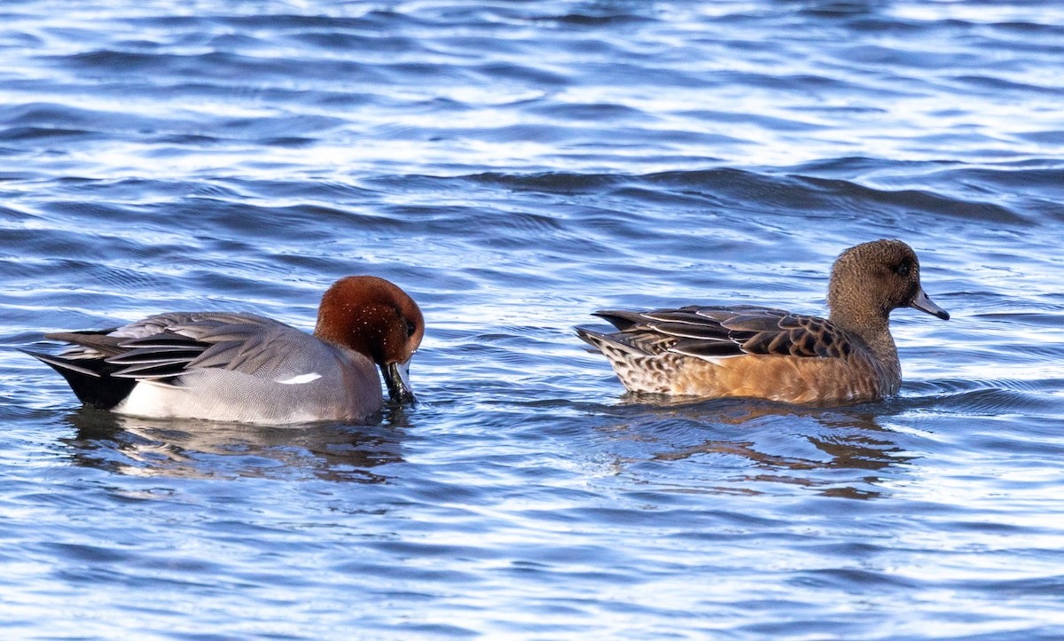 Eurasian Wigeon - ML645549426