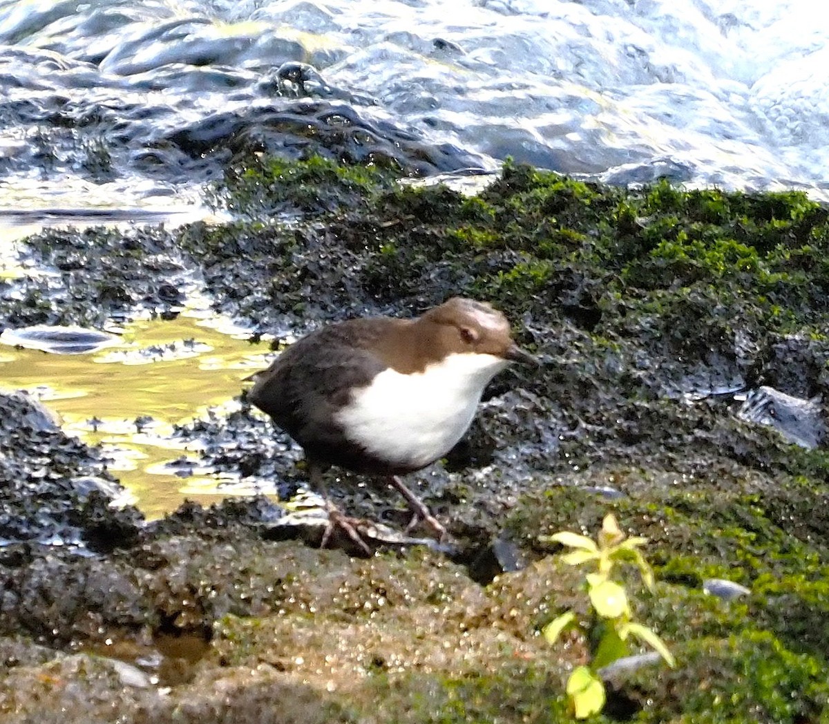 White-throated Dipper - ML645549427