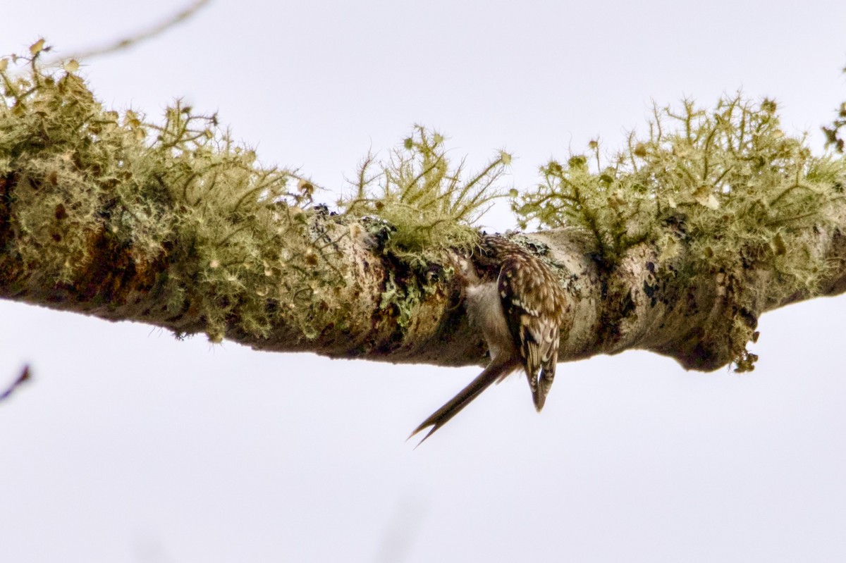 Brown Creeper - ML645549428
