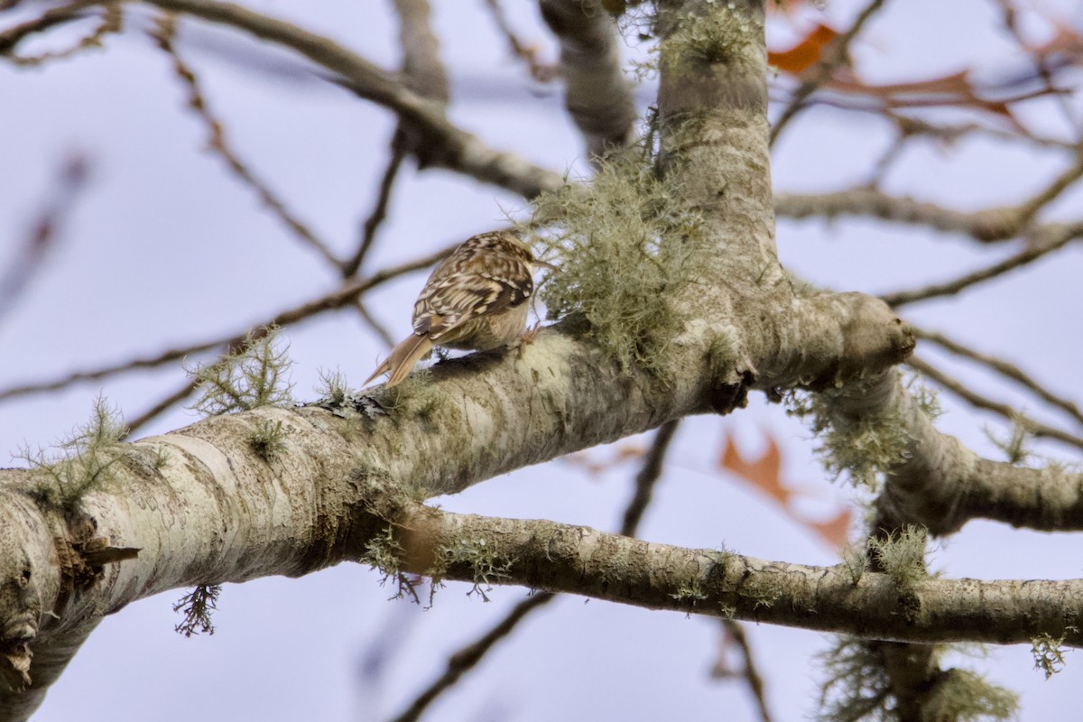 Brown Creeper - ML645549429