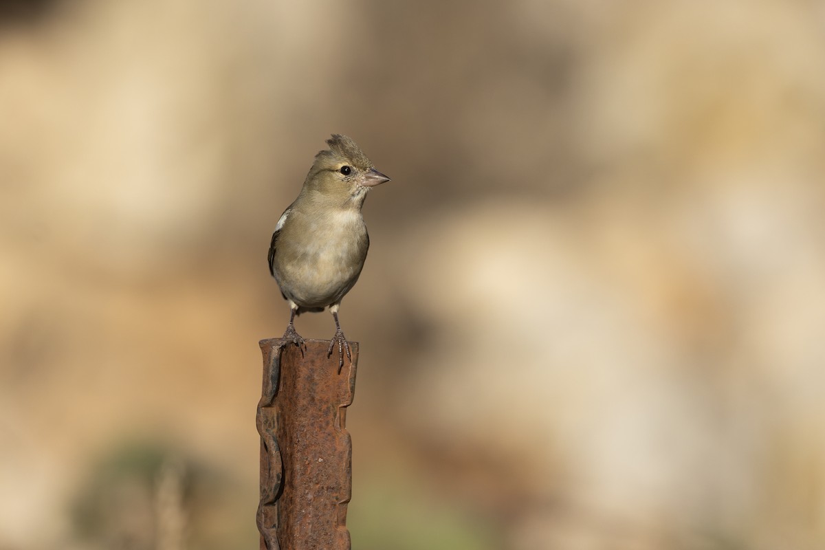 Common Chaffinch - ML645549430