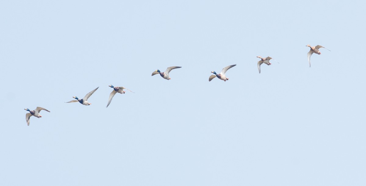 Mallard - ML645549433