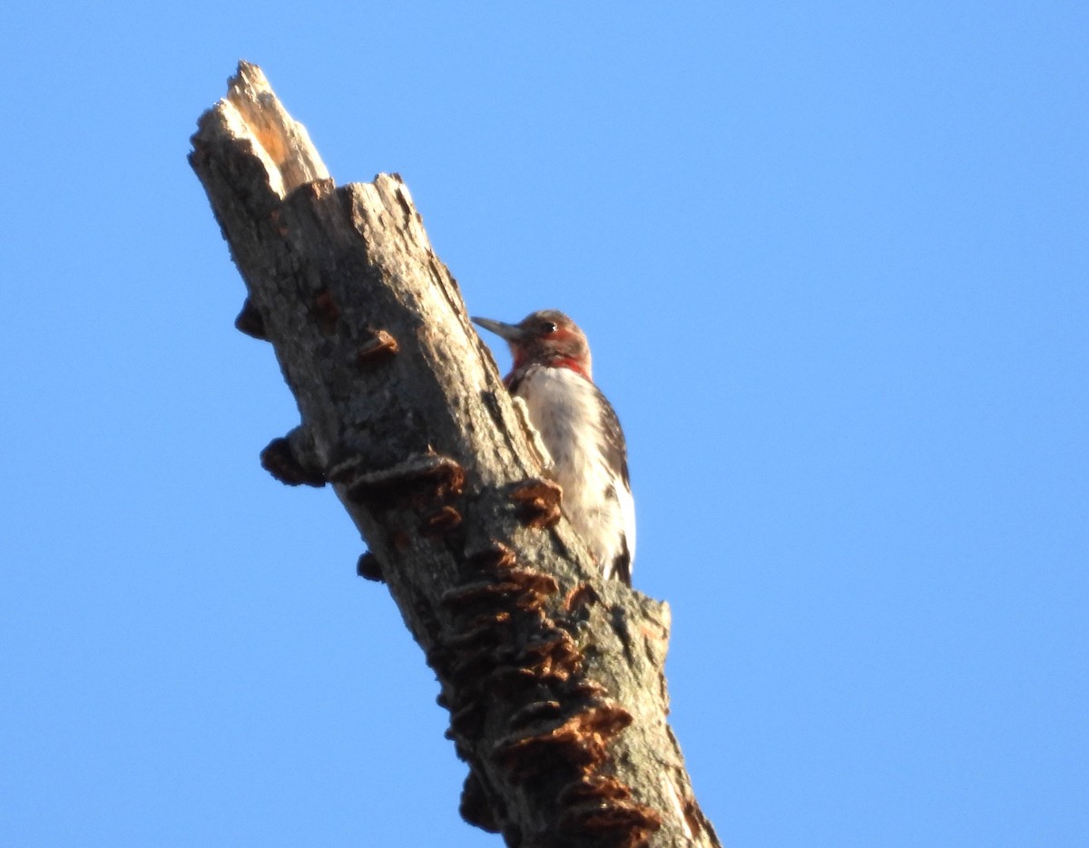 Red-headed Woodpecker - ML645549434