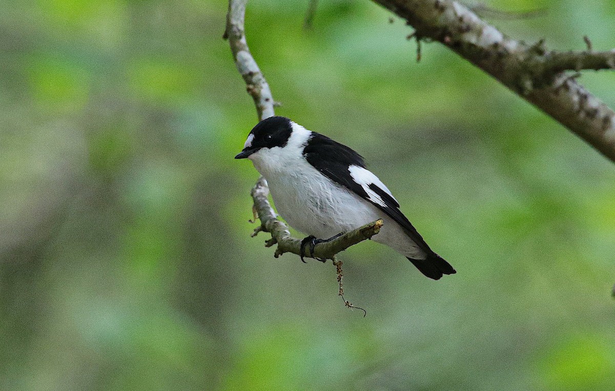 Collared Flycatcher - ML645549436