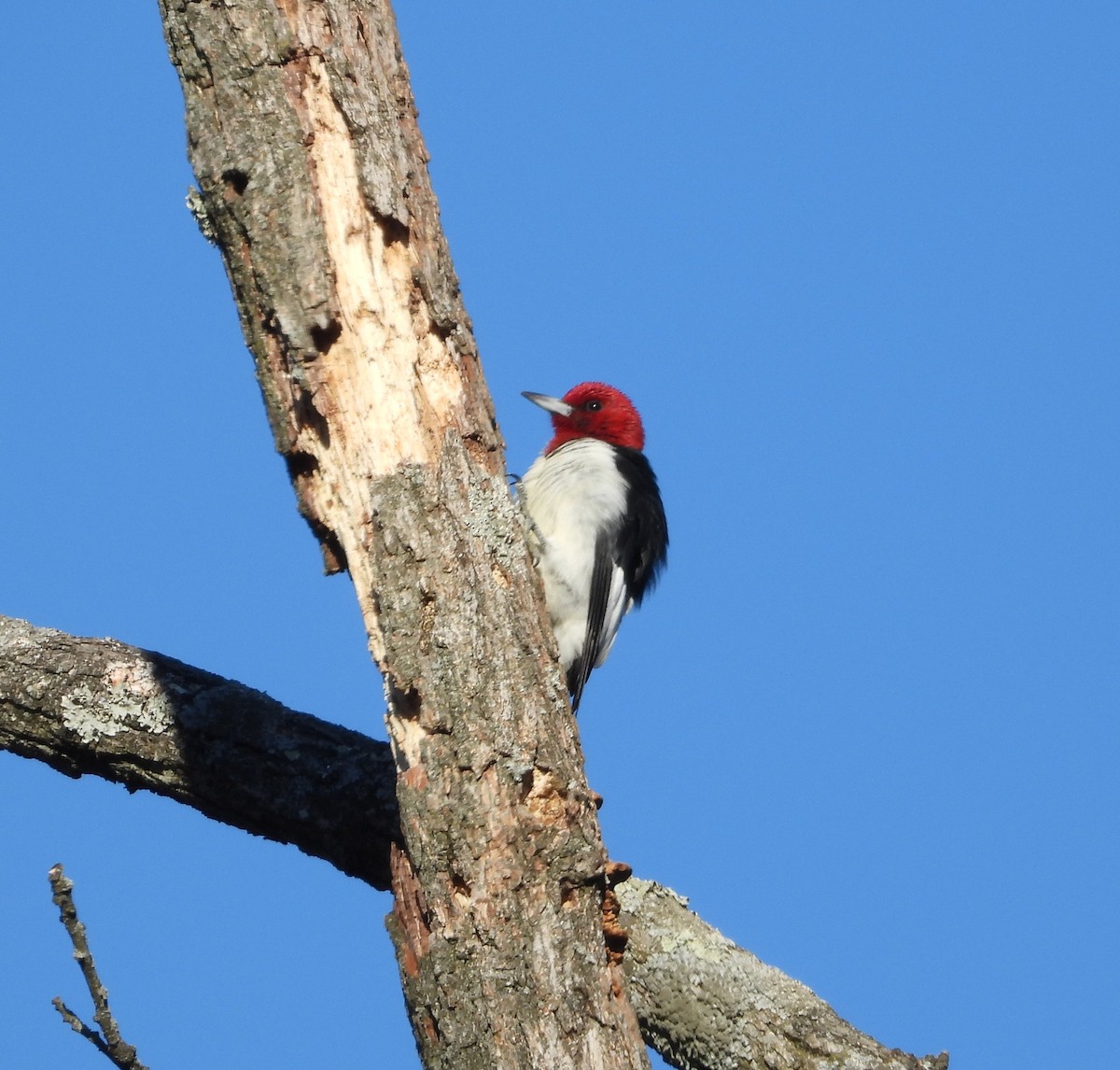 Red-headed Woodpecker - ML645549437