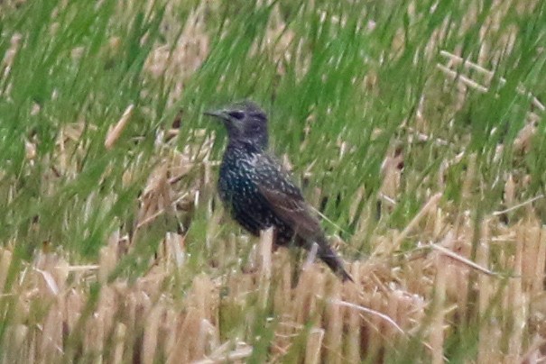 European Starling - ML645549438