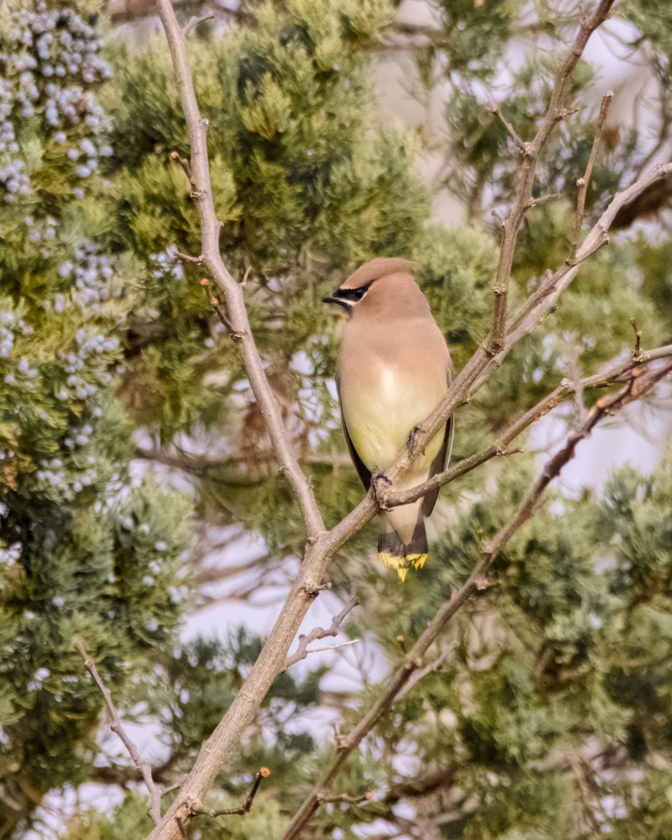 Cedar Waxwing - ML645549439