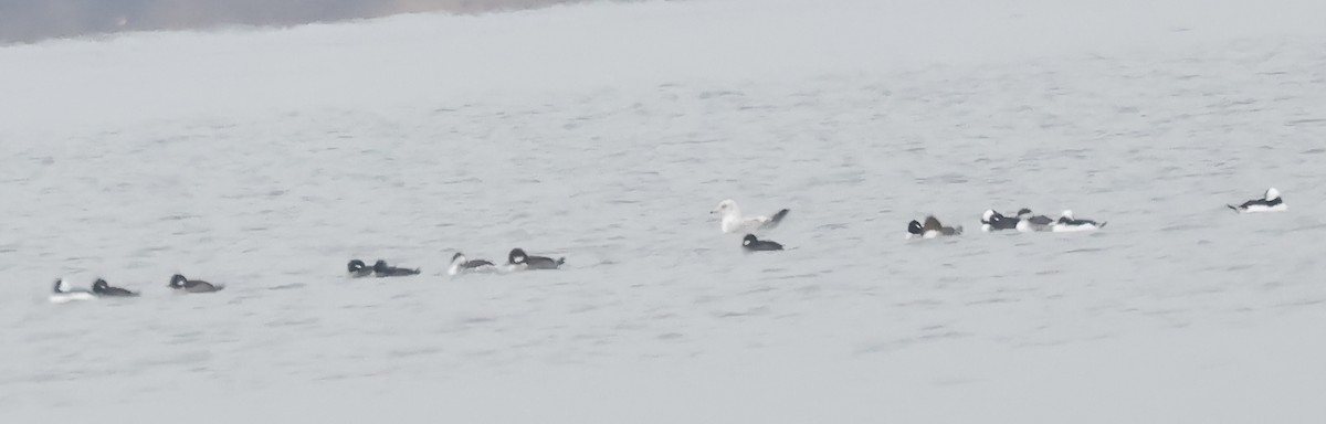 Bufflehead - ML645549440