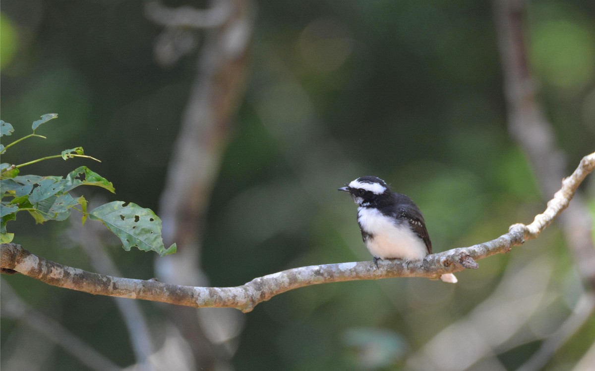 White-browed Fantail - ML645549441