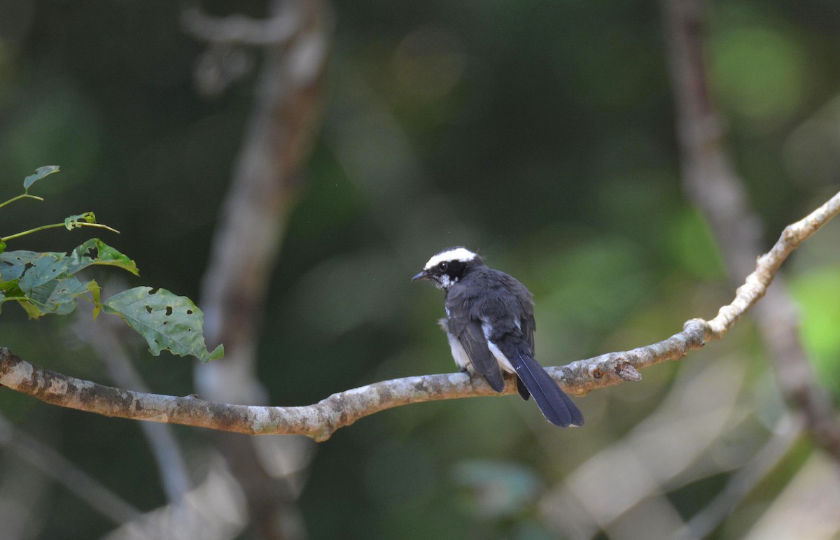 White-browed Fantail - ML645549442