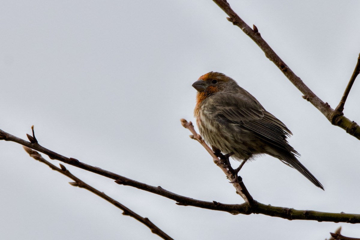 House Finch - ML645549443