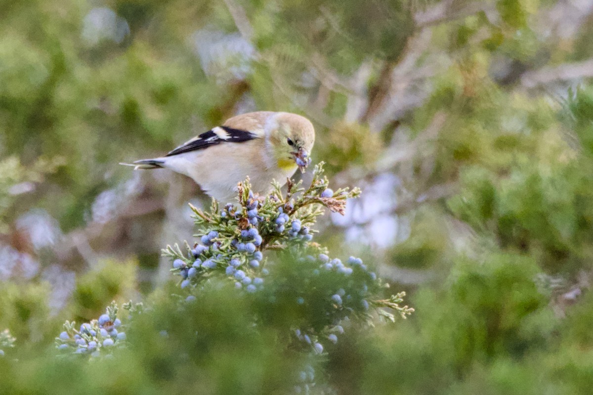 American Goldfinch - ML645549444