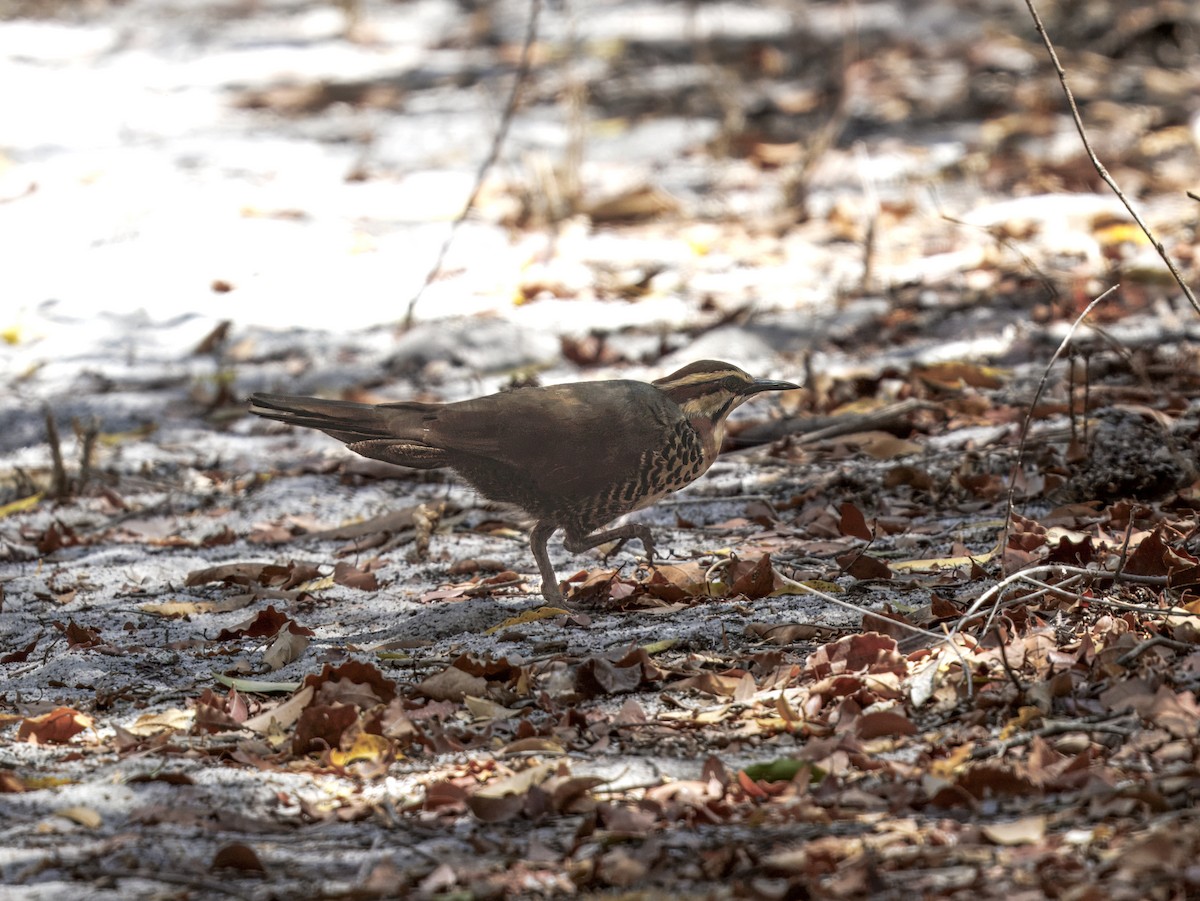 White-breasted Mesite - ML645549445