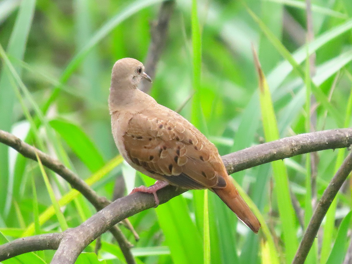 Ruddy Ground Dove - ML645549446