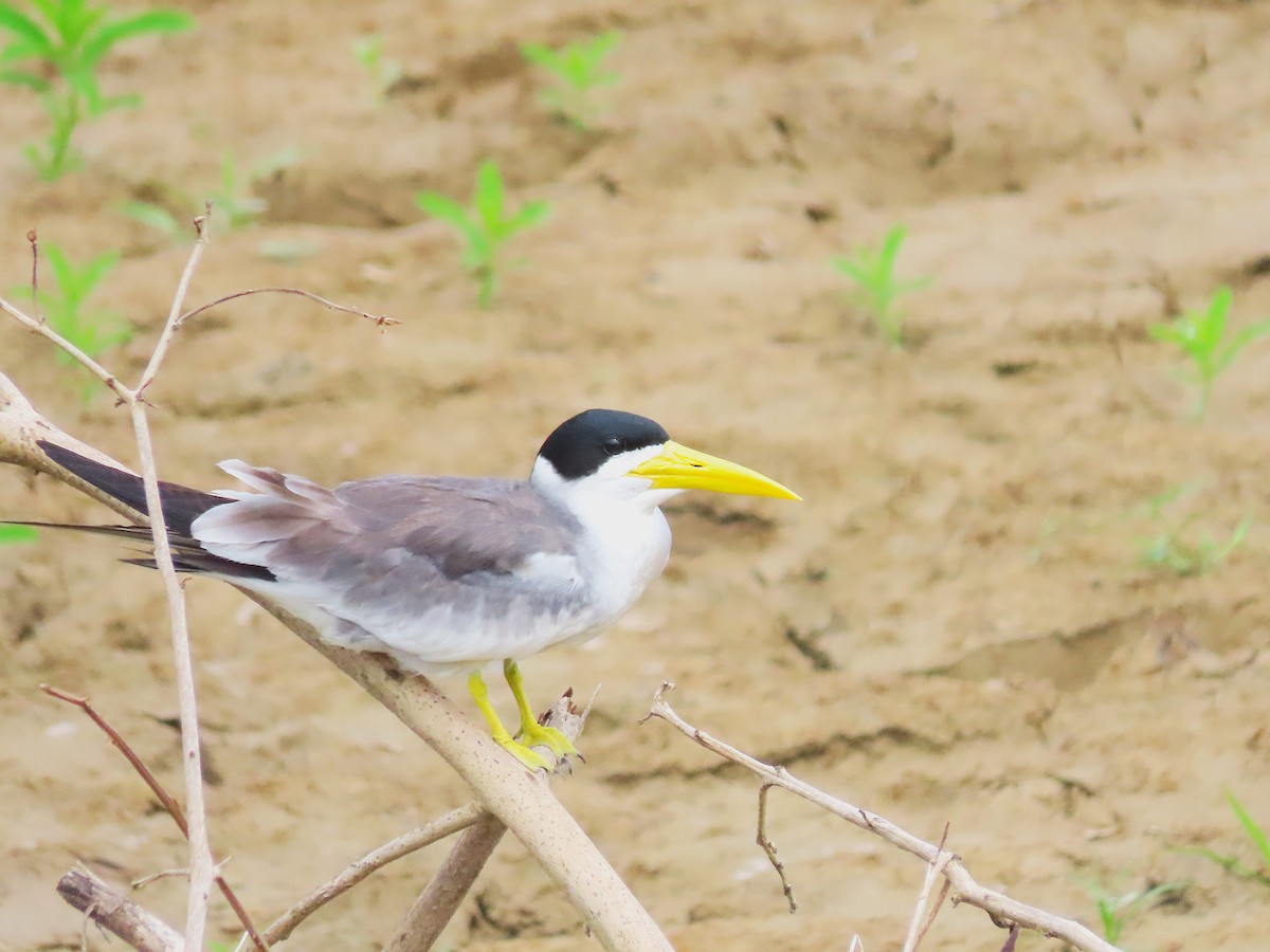 Large-billed Tern - ML645549449