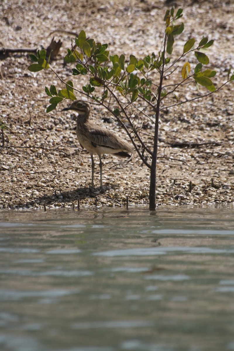 Senegal Thick-knee - ML645549454