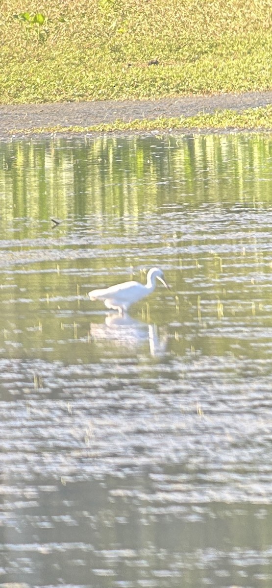 Little Blue Heron - ML645549457