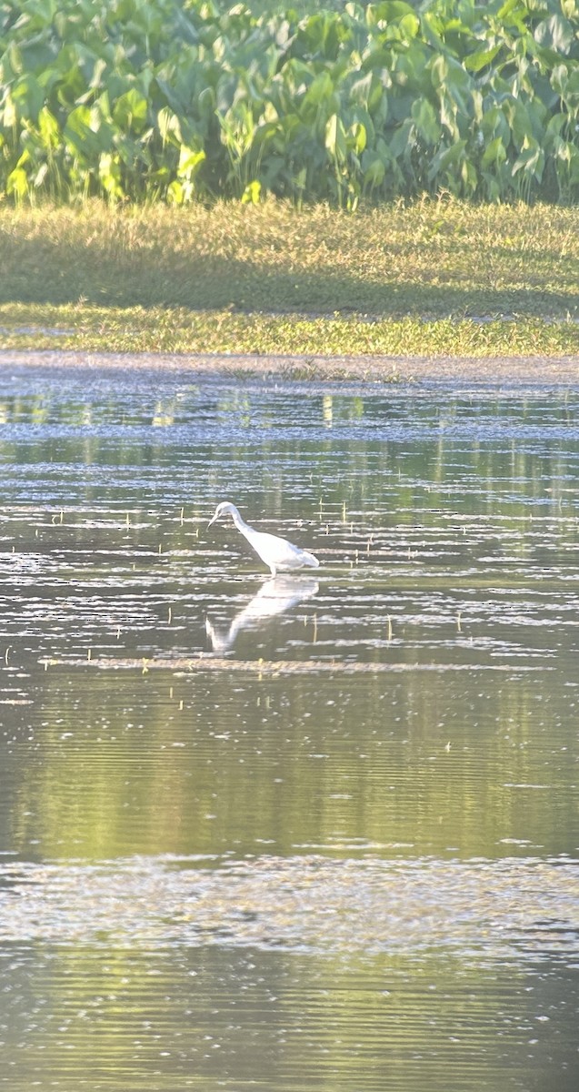 Little Blue Heron - ML645549458