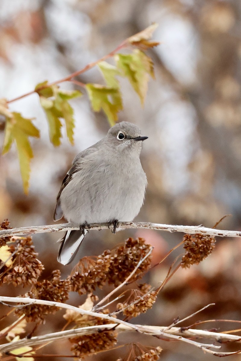 Townsend's Solitaire - ML645549470