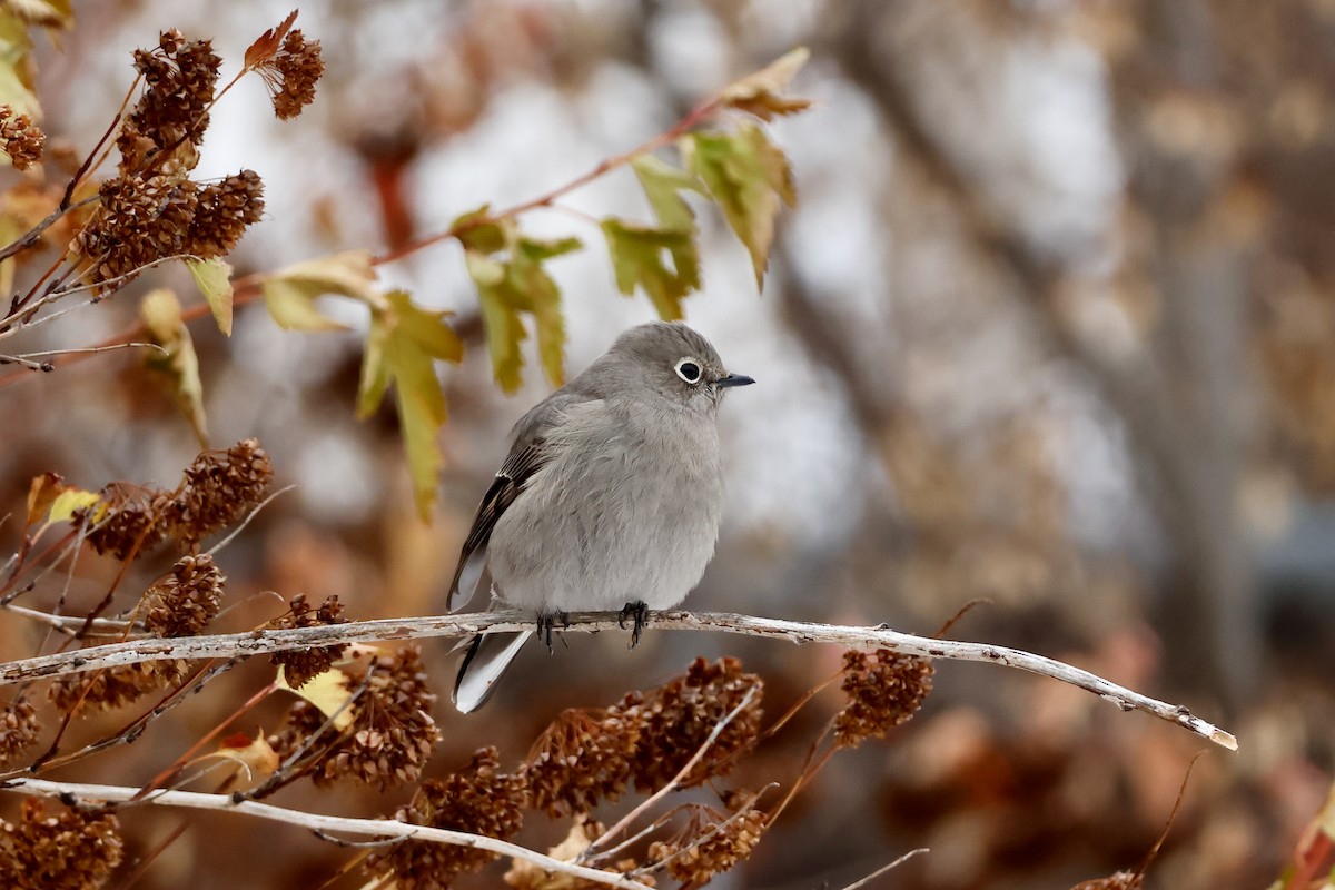 Townsend's Solitaire - ML645549471