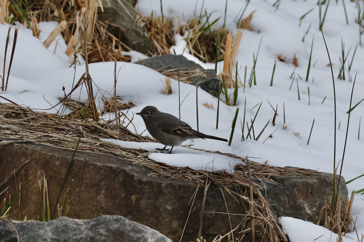 Townsend's Solitaire - ML645549474