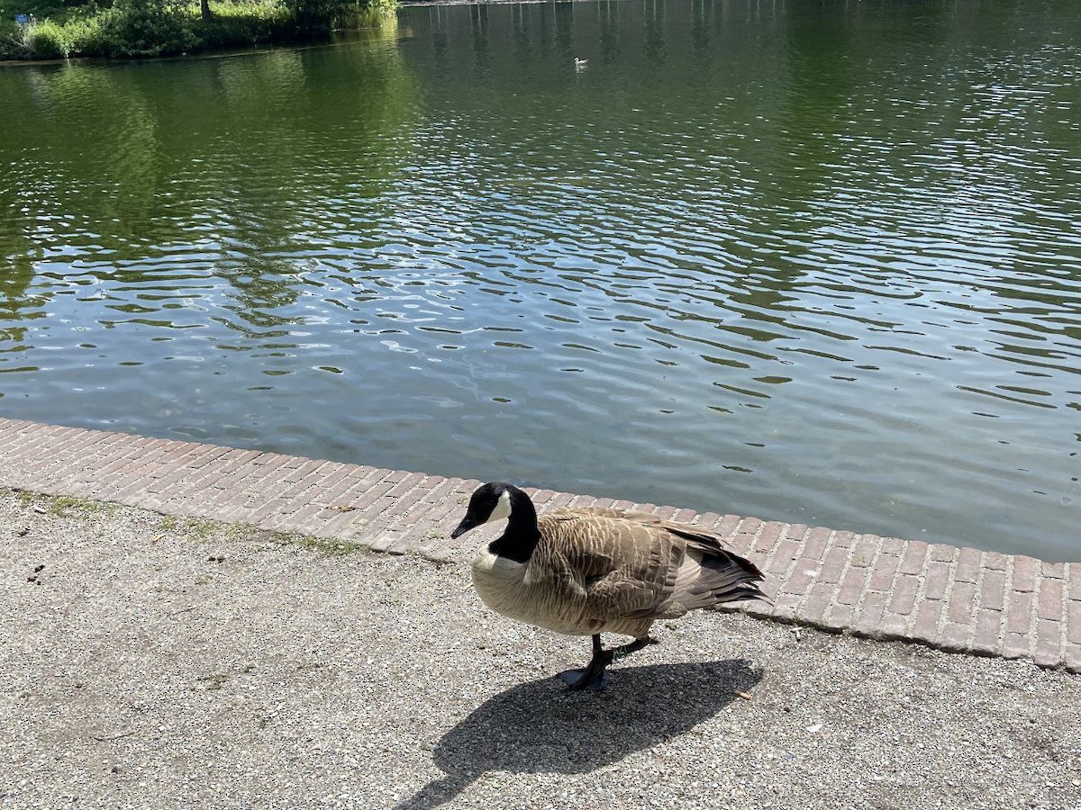 Canada Goose - ML645549482