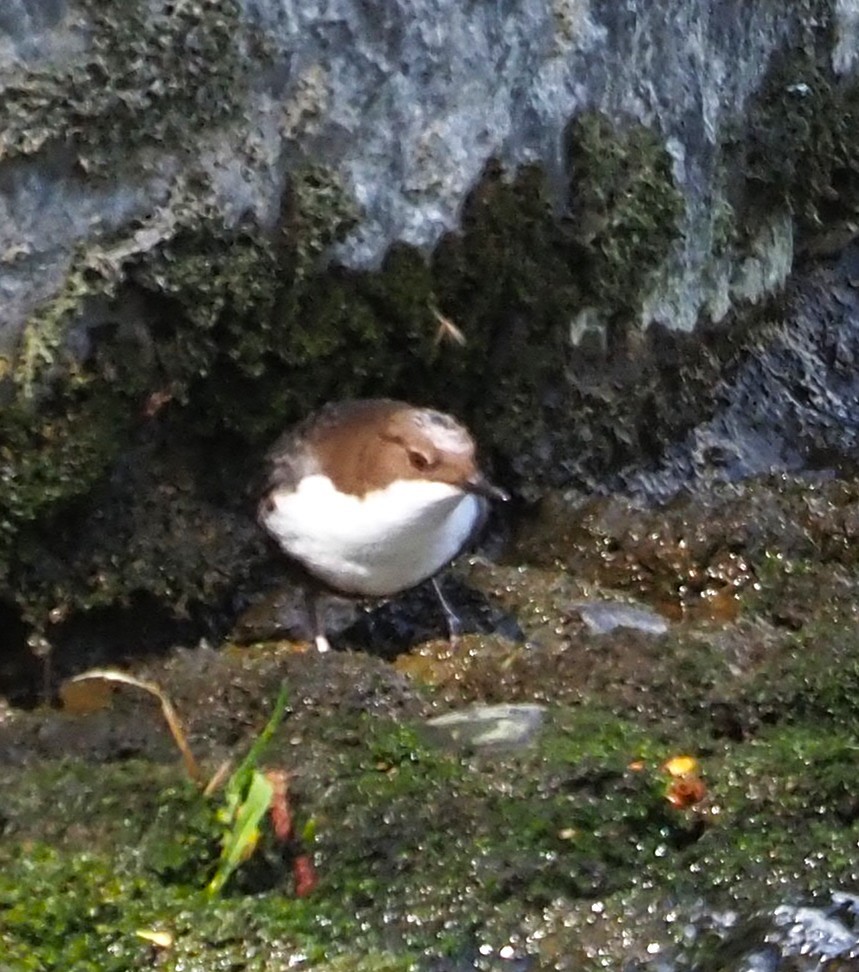 אמודאי הנחלים - ML645549486
