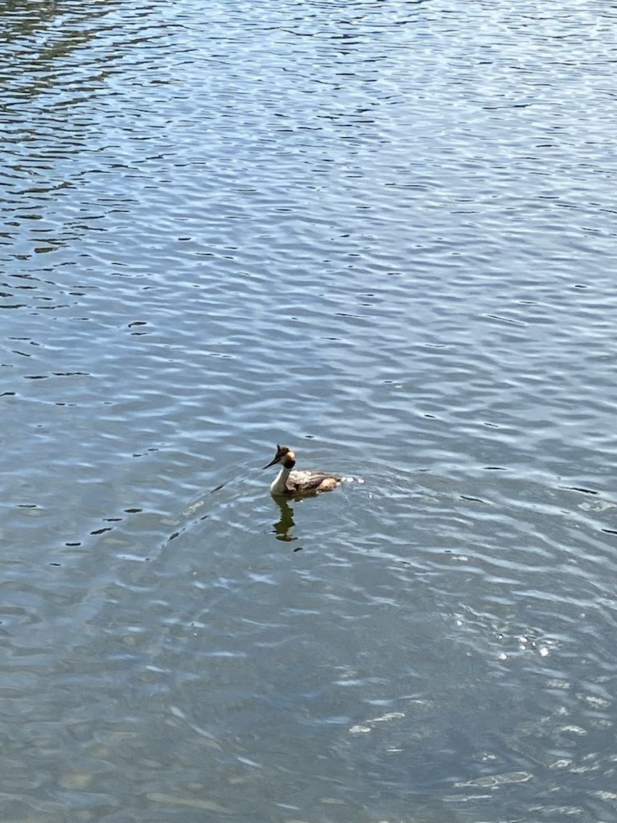 Great Crested Grebe - ML645549488