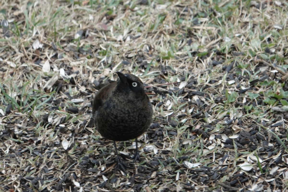 Rusty Blackbird - ML645549494