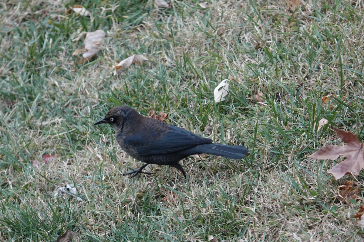Rusty Blackbird - ML645549497
