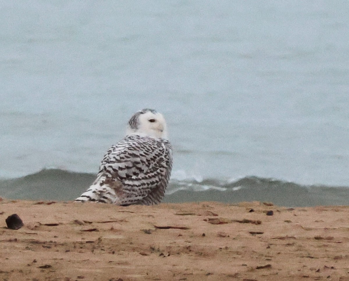 Snowy Owl - ML645549498