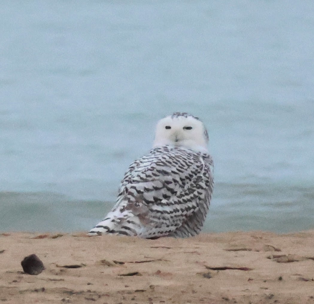 Snowy Owl - ML645549499