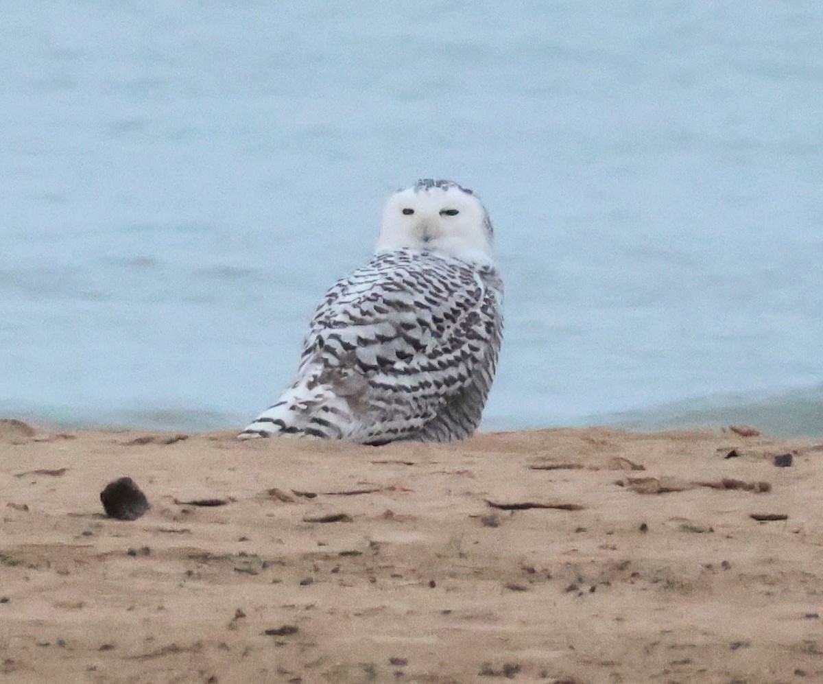 Snowy Owl - ML645549500