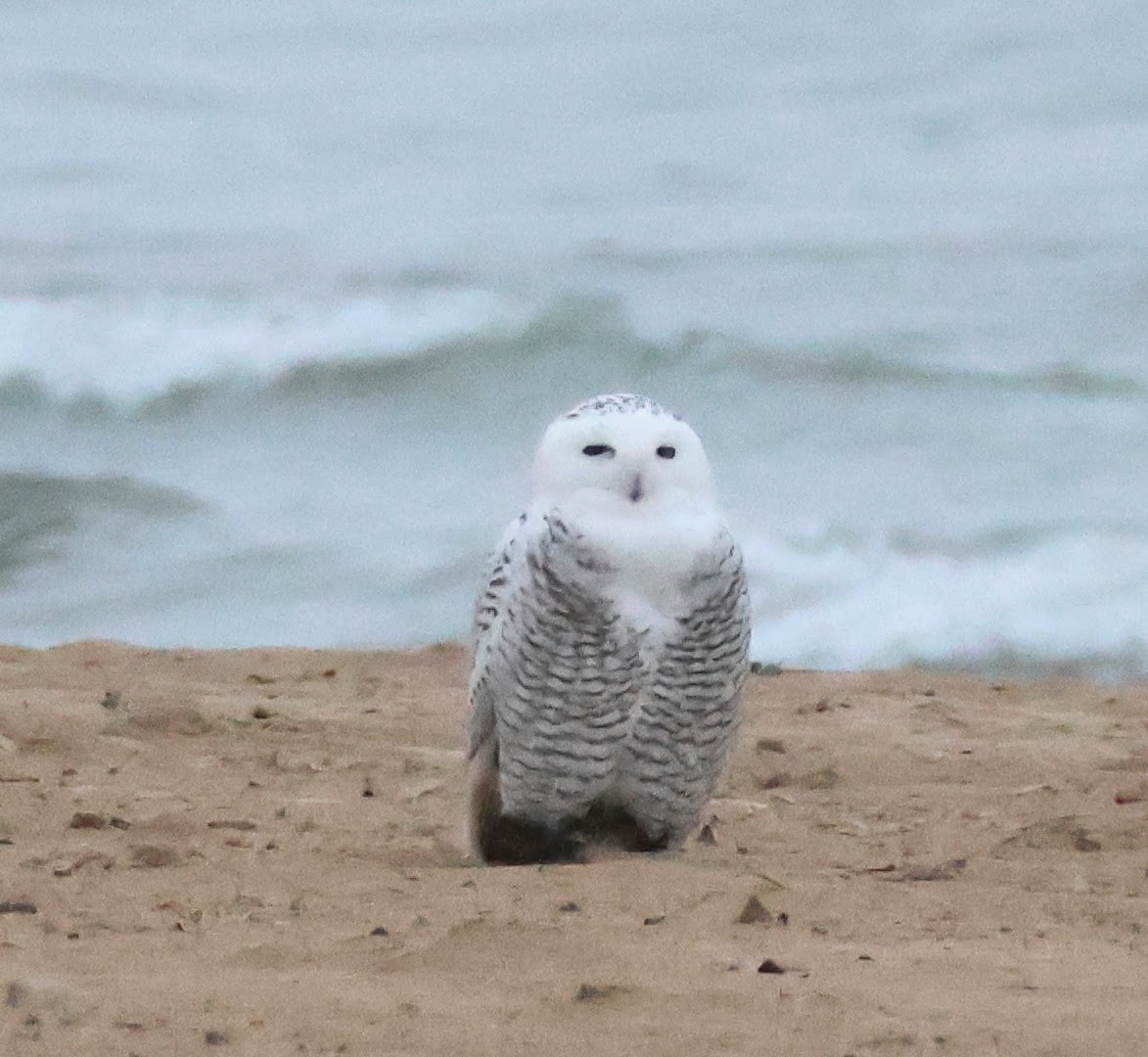 Snowy Owl - ML645549501