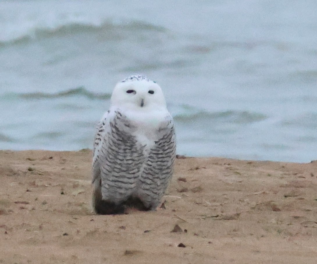 Snowy Owl - ML645549502
