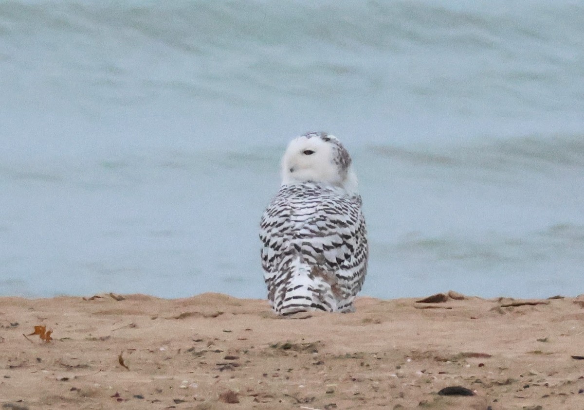 Snowy Owl - ML645549503