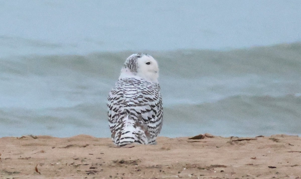 Snowy Owl - ML645549504