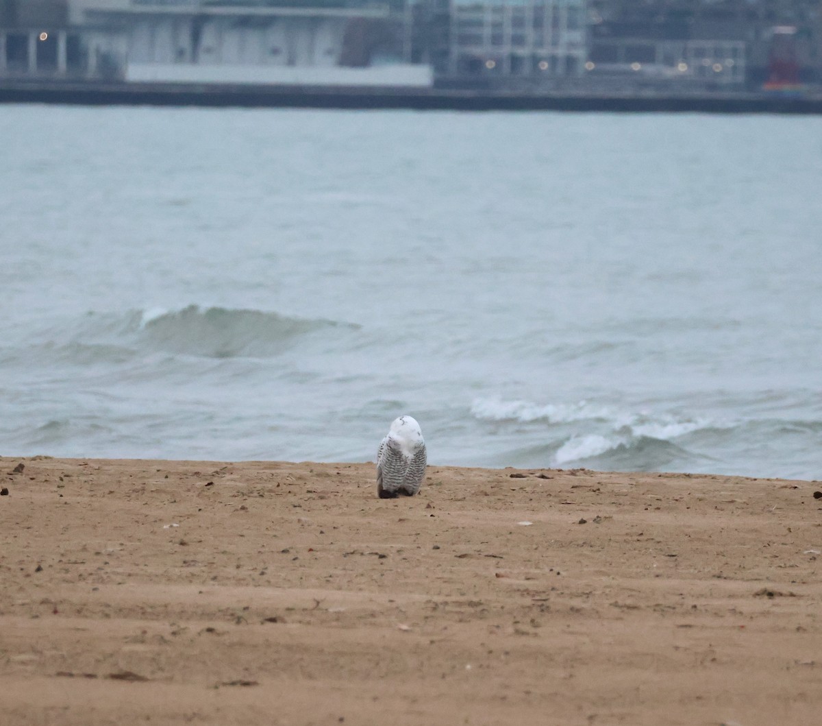Snowy Owl - ML645549506