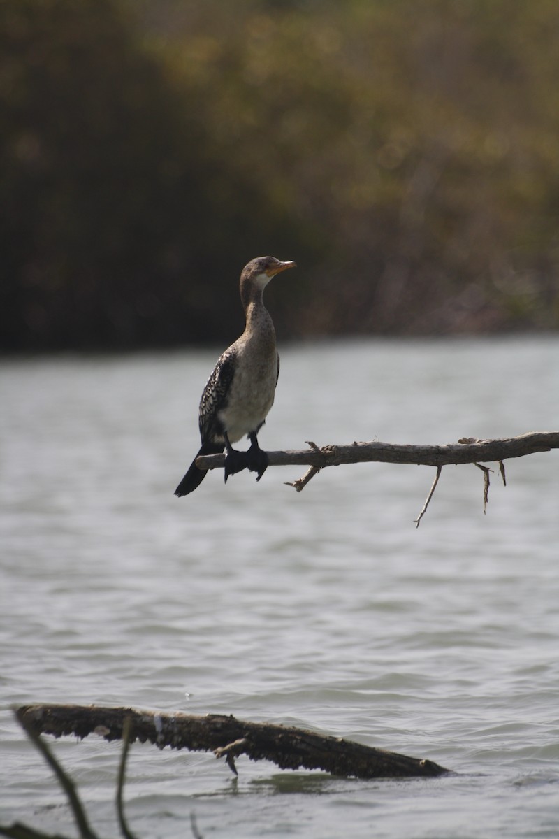 アフリカコビトウ - ML645549526